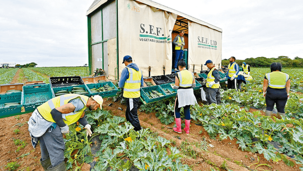 英國康沃爾郡海爾的農民採集西葫蘆。 資枓圖片