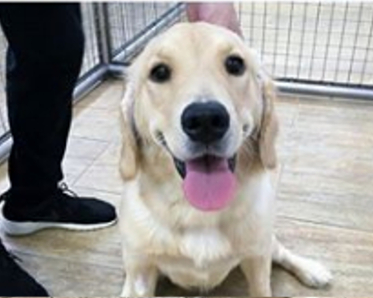 樣子十分可愛，是一隻雌性犬。愛協圖片