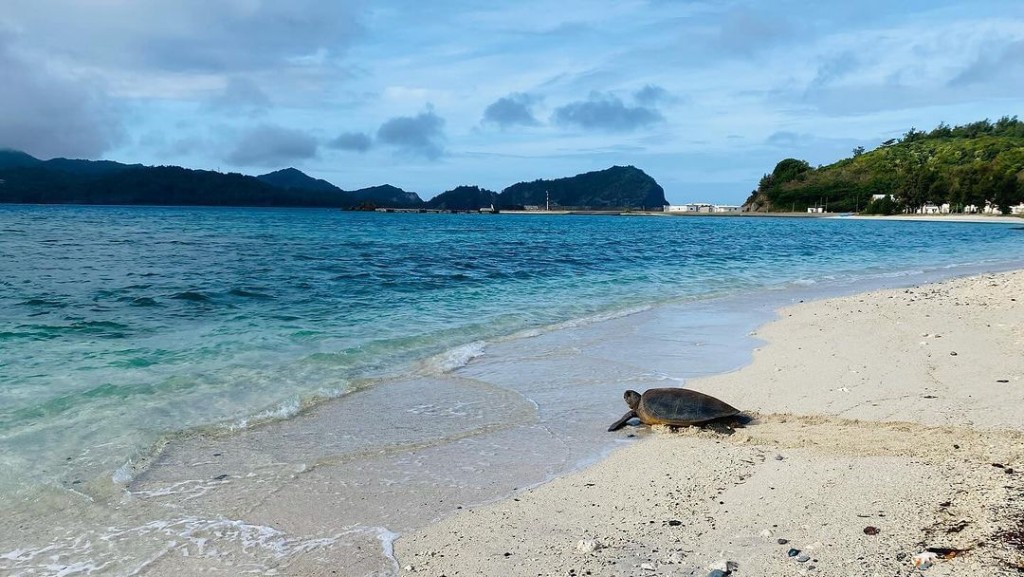 小笠原群島水質清澈，有海龜活動。（IG@ogasawara.official）