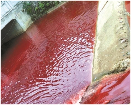 現場為江西濂溪河。網上圖片