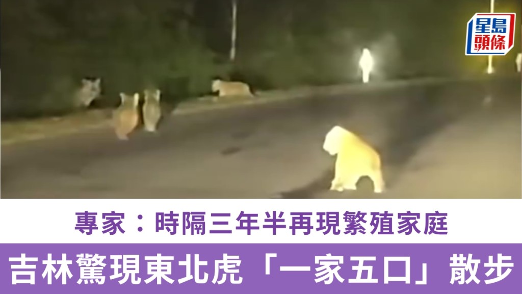 吉林驚現東北虎「一家五口」霸路散步。