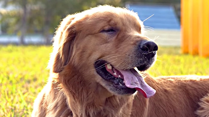 Alpha是海關毒品搜查犬，曾被人走私偷運到香港。fb：香港海關