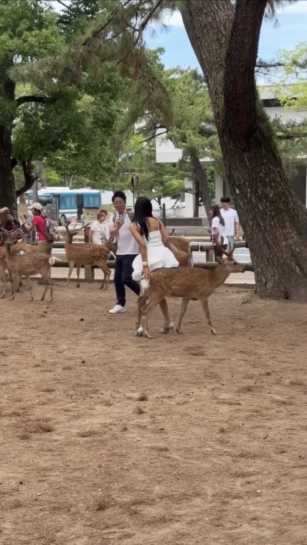 女子坐上奈良鹿背，男伴拍照。 IG/japanmoments.jp