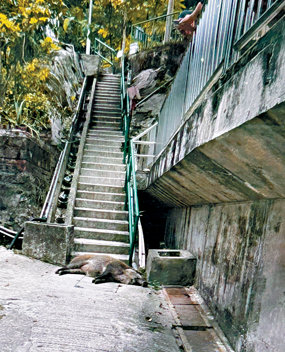 野豬滾落約30級樓梯下當場死亡。