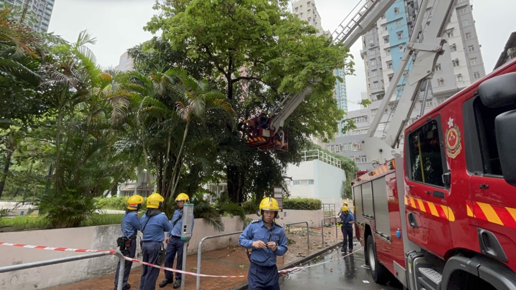 消防員到場用升降台及手鋸移除危險樹木。楊偉亨攝
