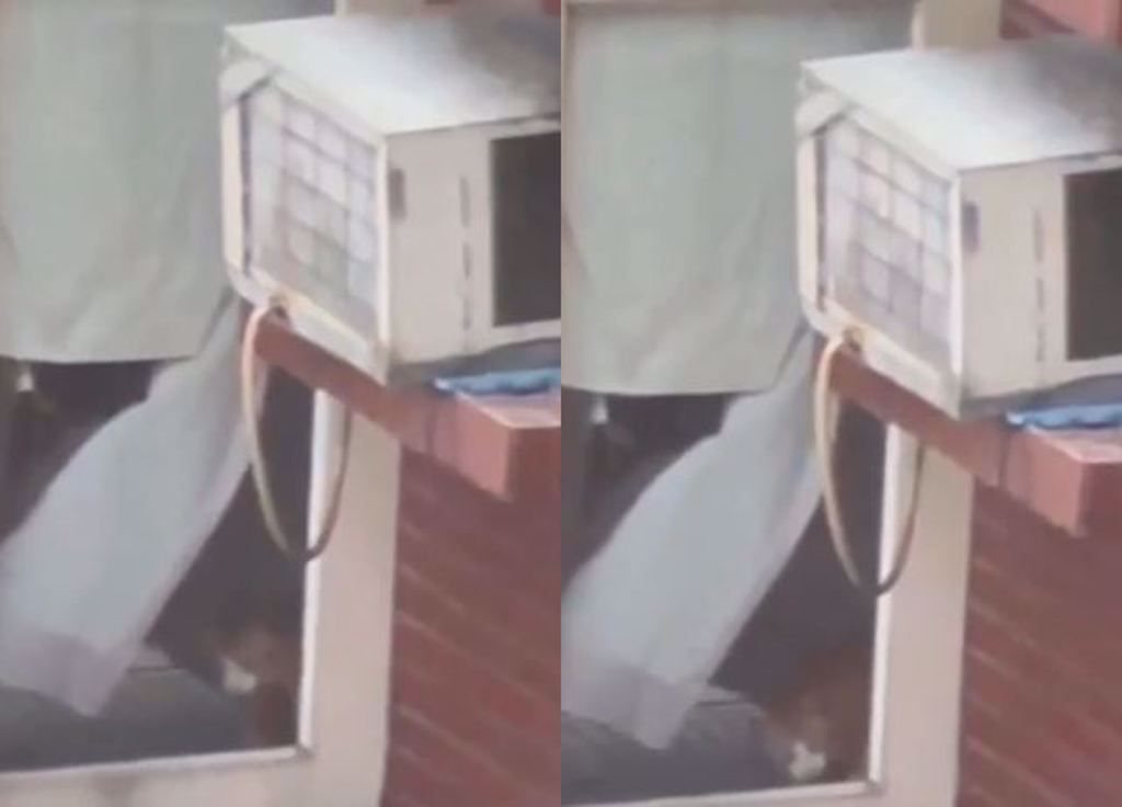 网友在直播画面发现消防人员在救「橘子」时，一旁的窗边有只橘色的猫咪有待救援。 中时