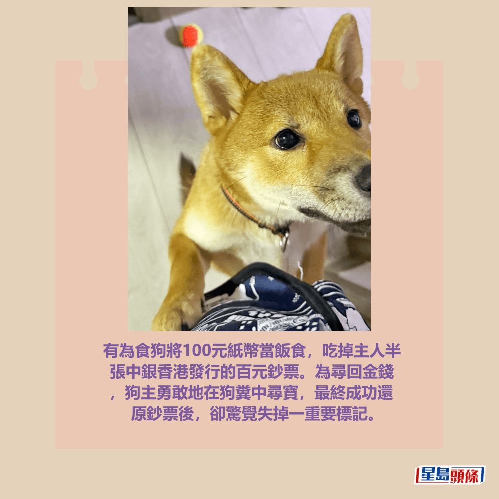 有為食狗將100元紙幣當飯食，吃掉主人半 張中銀香港發行的百元鈔票。為尋回金錢 ，狗主勇敢地在狗糞中尋寶，最終成功還 原鈔票後，卻驚覺失掉一重要標記。Threads截圖
