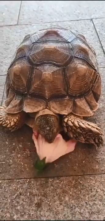 姚先生指失蹤的盾臂龜，平日放在小食亭對開的花園飼養。姚先生提供