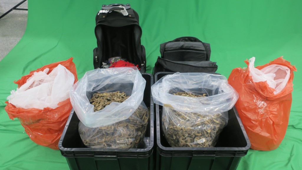 印尼翁由泰國走私瀕危海馬乾來港 罪成囚10個月