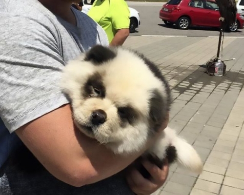 慘被扮熊貓B的狗仔。網圖