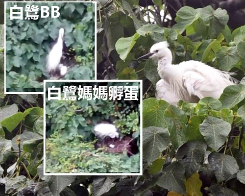 影片見到十分溫馨的畫面，白鷺媽媽在孵蛋。影片截圖/資料圖片