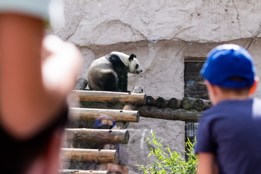 許多遊客來探望大熊貓「如意」和「丁丁」。 新華社圖