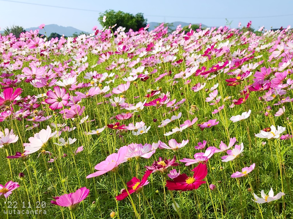 波斯菊花期8至10月。网民Ada Hung图片