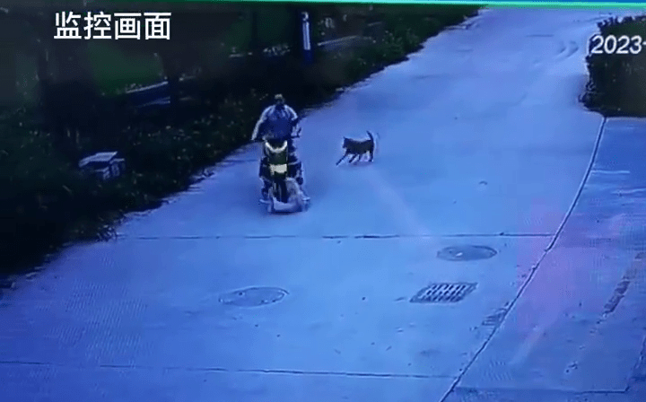 村民骑电单车擦撞了其中一只狗。