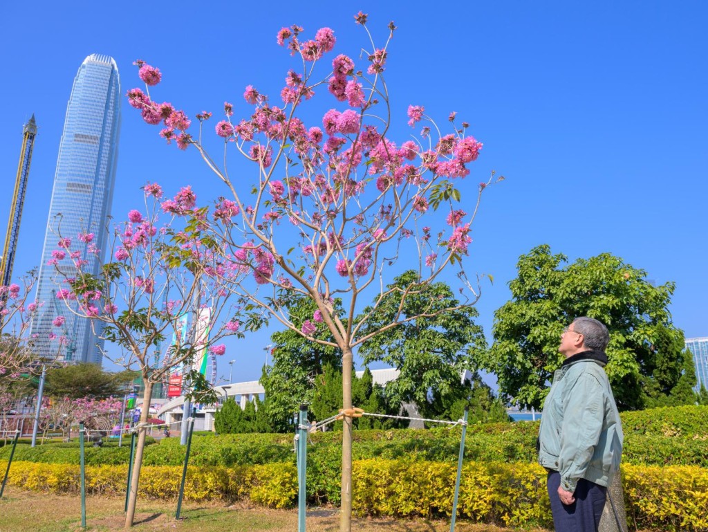 紫花風鈴木在風中搖曳。卓永興FB圖片 紫花風鈴木在風中搖曳。卓永興FB圖片