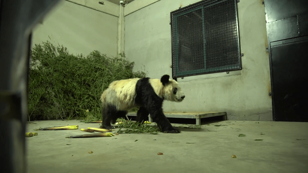 大熊猫「丫丫」在镜头前走过。