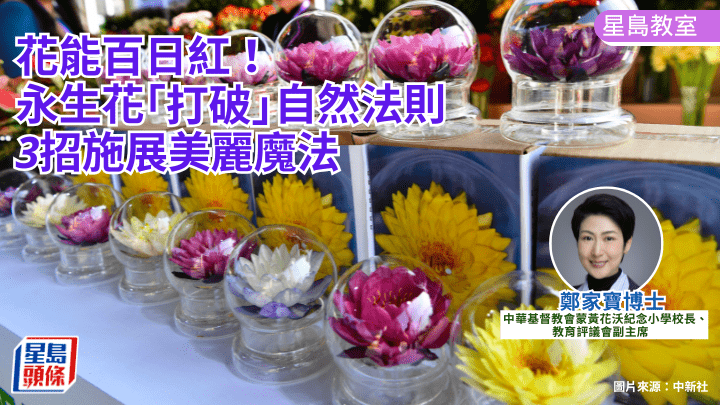STEAM教育｜花能百日紅！永生花「打破」自然法則 3招施展美麗魔法｜星島教室