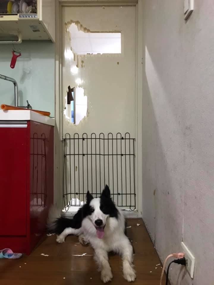 成功逃出!(ChiChi Lu facebook图片)