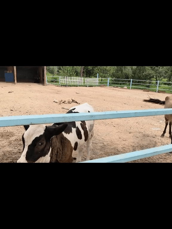 網傳該動物園的乳牛及馬瘦得「皮包骨」。