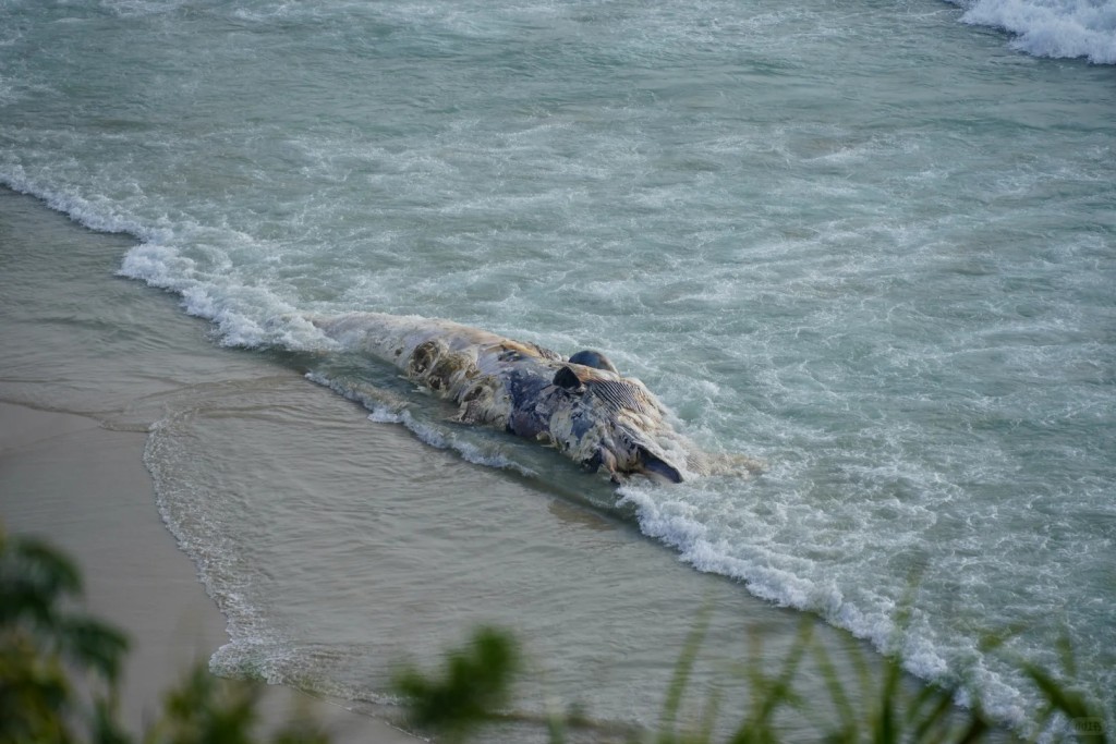 有內地行山客表示「一半的沙灘是臭的」。小紅書圖片：junge