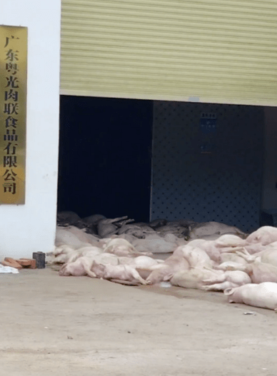 網友拍攝的畫面可見「廣東粵光肉聯食品有限公司」。潮新聞 網友拍攝的畫面可見「廣東粵光肉聯食品有限公司」。潮新聞