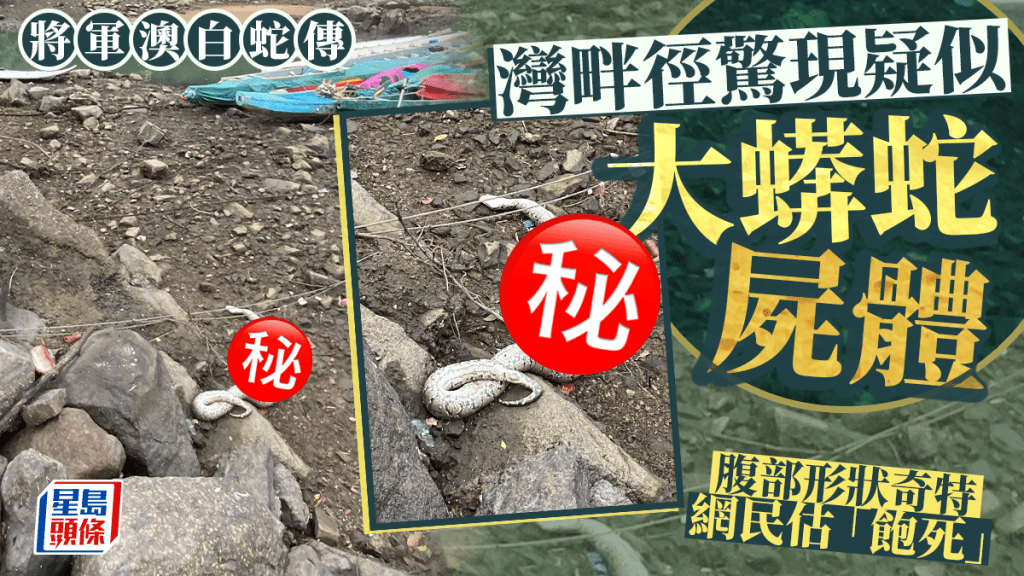 將軍澳白蛇傳 灣畔徑驚現疑似大蠎蛇屍體 腹部形狀奇特 網民估「飽死」