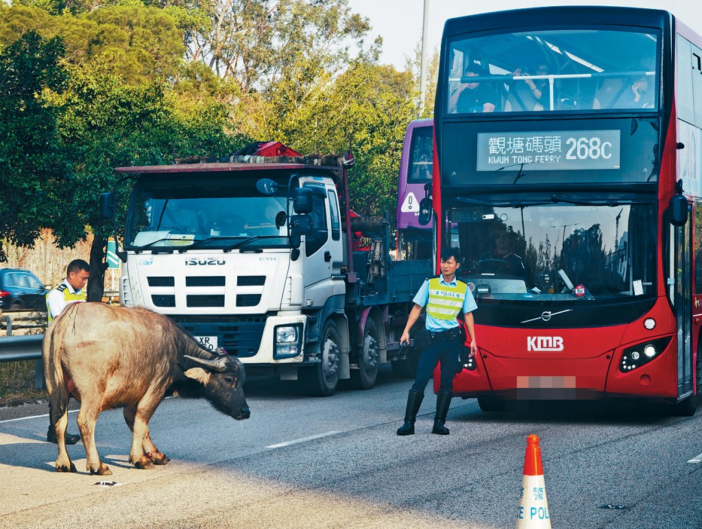 本港每年發生300多宗涉及貓、狗、牛、羊等動物的交通意外。