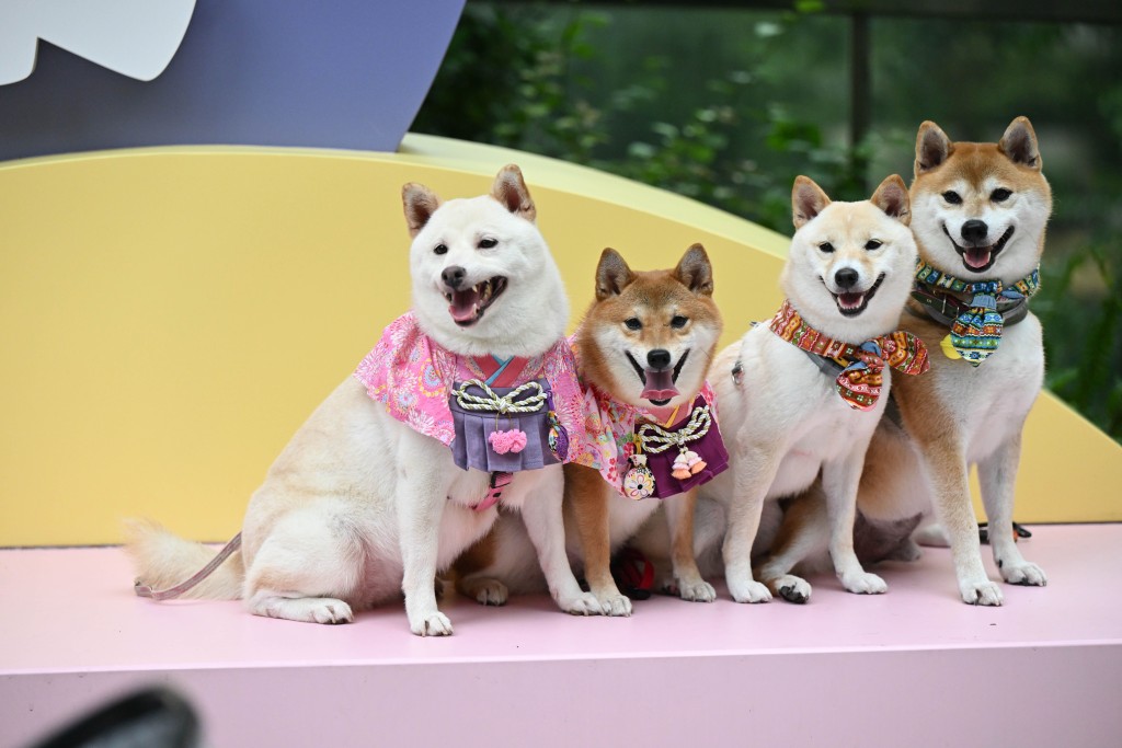 DOT PARK為主人和寵物打造戶外的玩樂空間。 DOT PARK為主人和寵物打造戶外的玩樂空間。