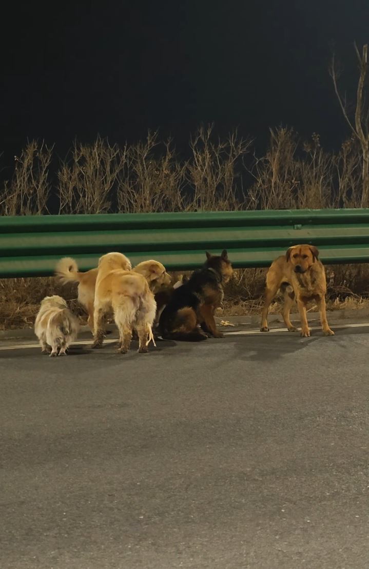 同村7犬成功逃生，结伴步行17公里回家。抖音＠冯伟