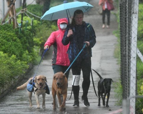 天文台今早一度發出黃色暴雨警告信號。