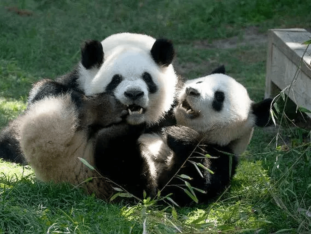 大熊貓「久久」和「友友」