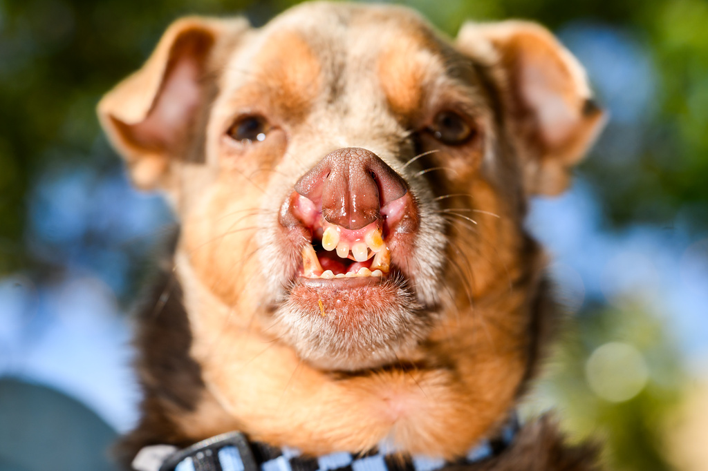 参赛的吉娃娃混血犬。 美联社