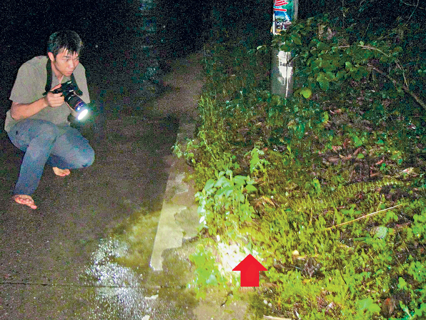 楊劍煥難忘雨夜遇上莽山烙鐵頭（箭嘴）的經歷，驚訝於蛇的美麗。