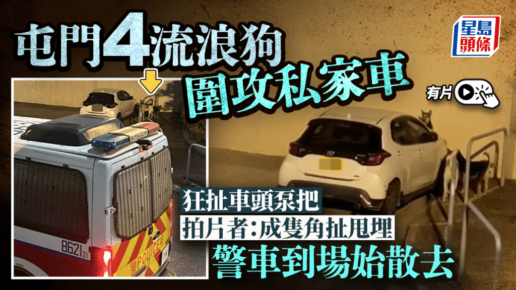 有片｜屯門4流浪狗圍攻私家車 黃狗狂扯車頭泵把 拍片者：成隻角扯甩埋
