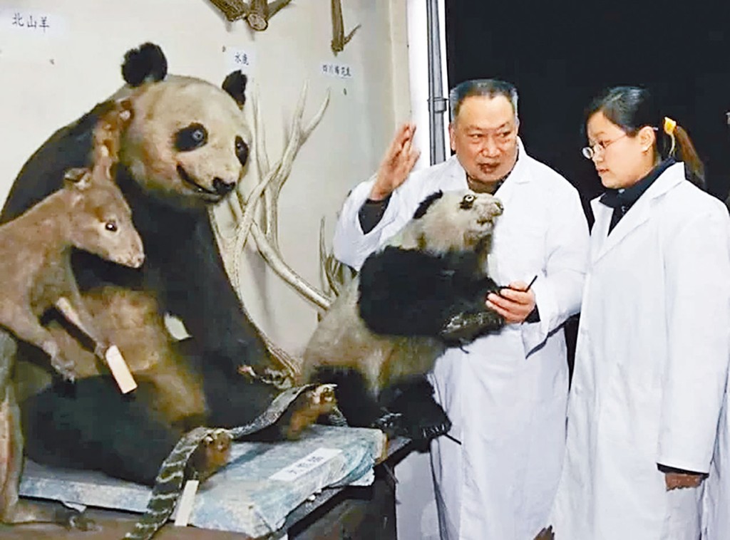 胡錦矗(右2)畢生致力研究大熊貓。