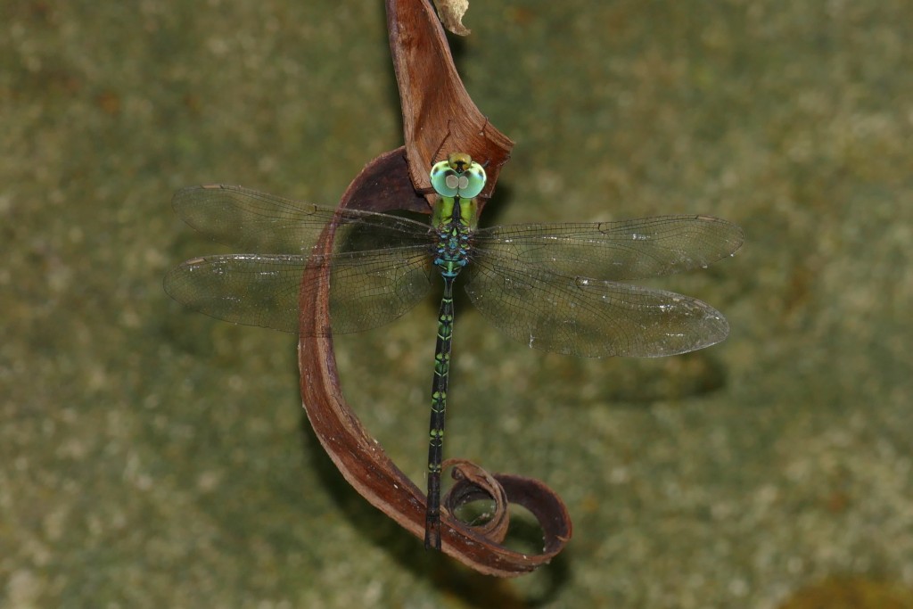 细腰长尾蜓。绿色力量图片