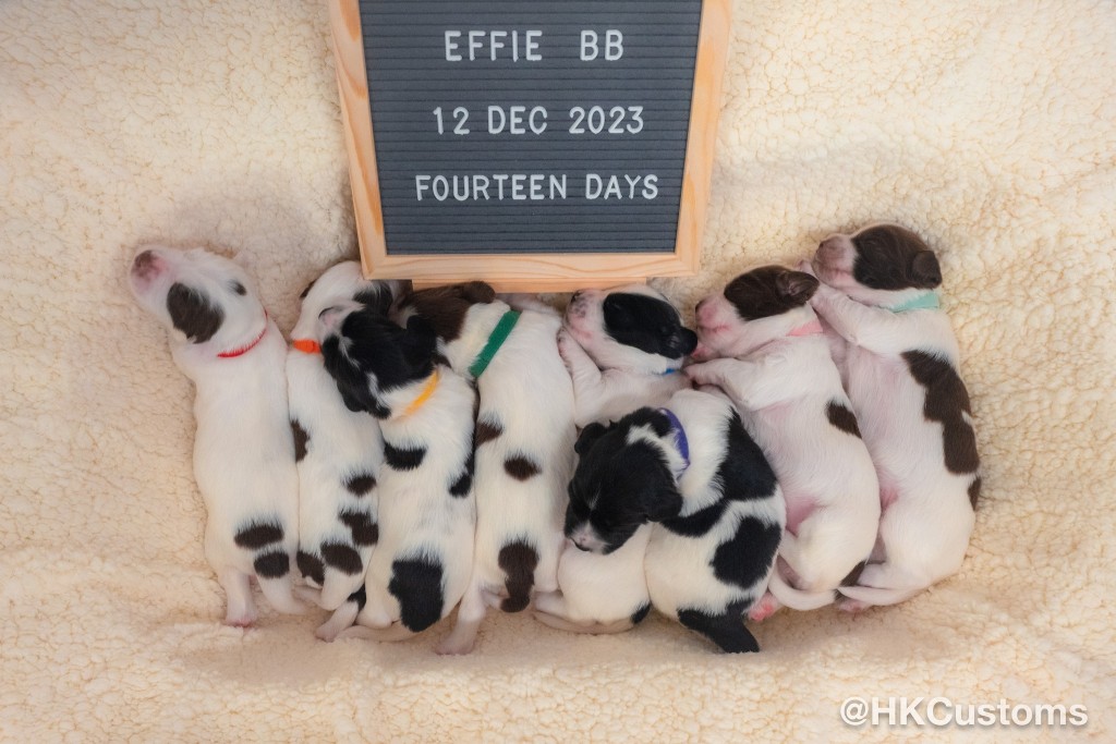 8隻幼犬名字第一個英文字母，將會組成「PIONEERS」（先驅者）。海關FB