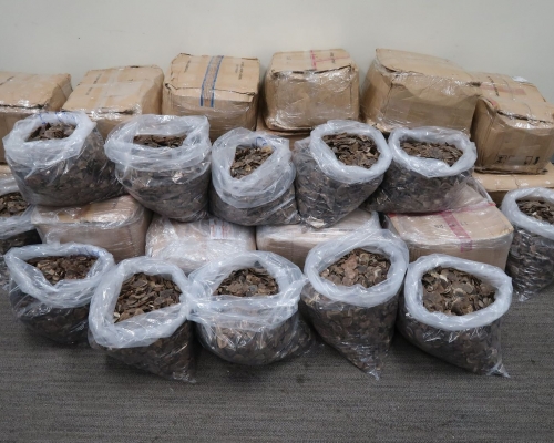 檢獲的懷疑穿山甲鱗片。政府新聞處圖片