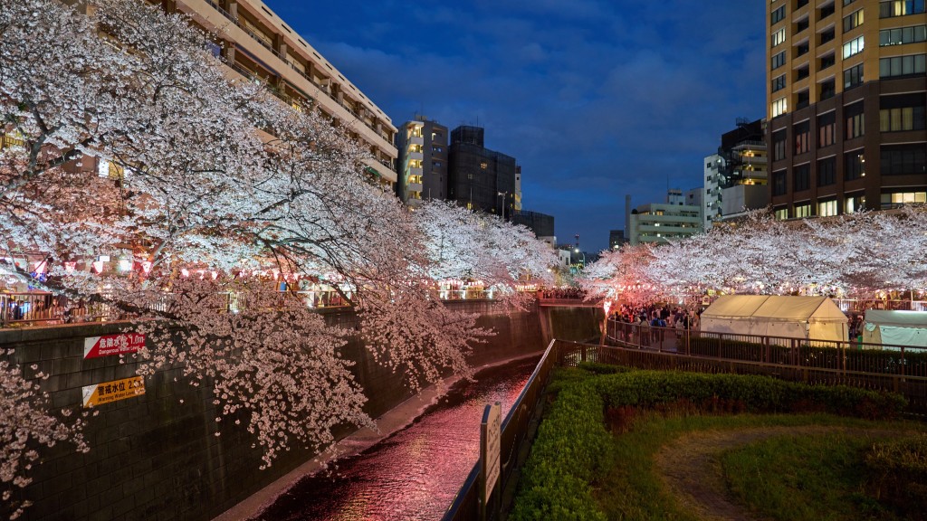 东京目黑川畔樱花美景。 新华社