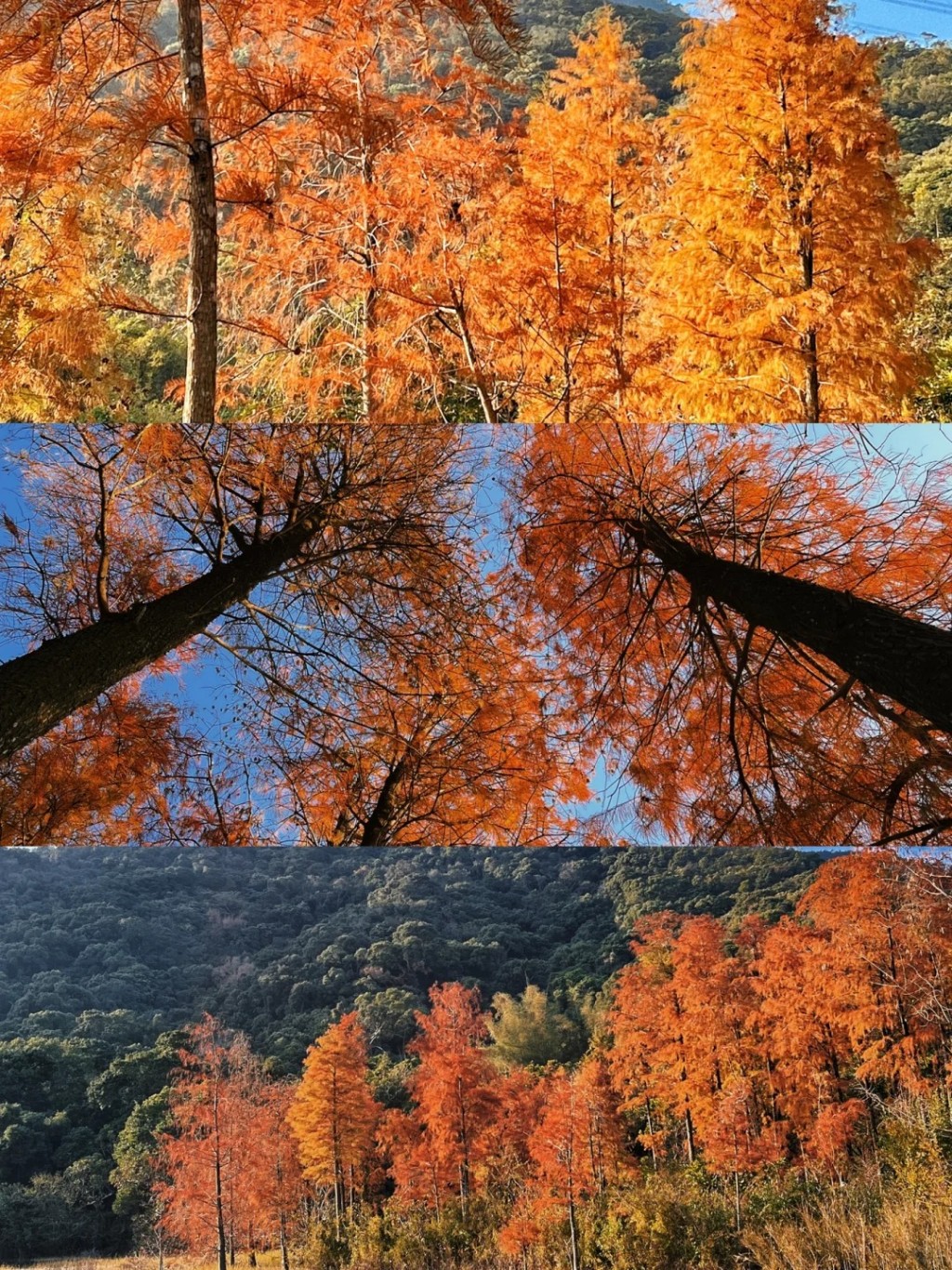 12月時都會轉紅（圖片來源：小紅書@森織裡）