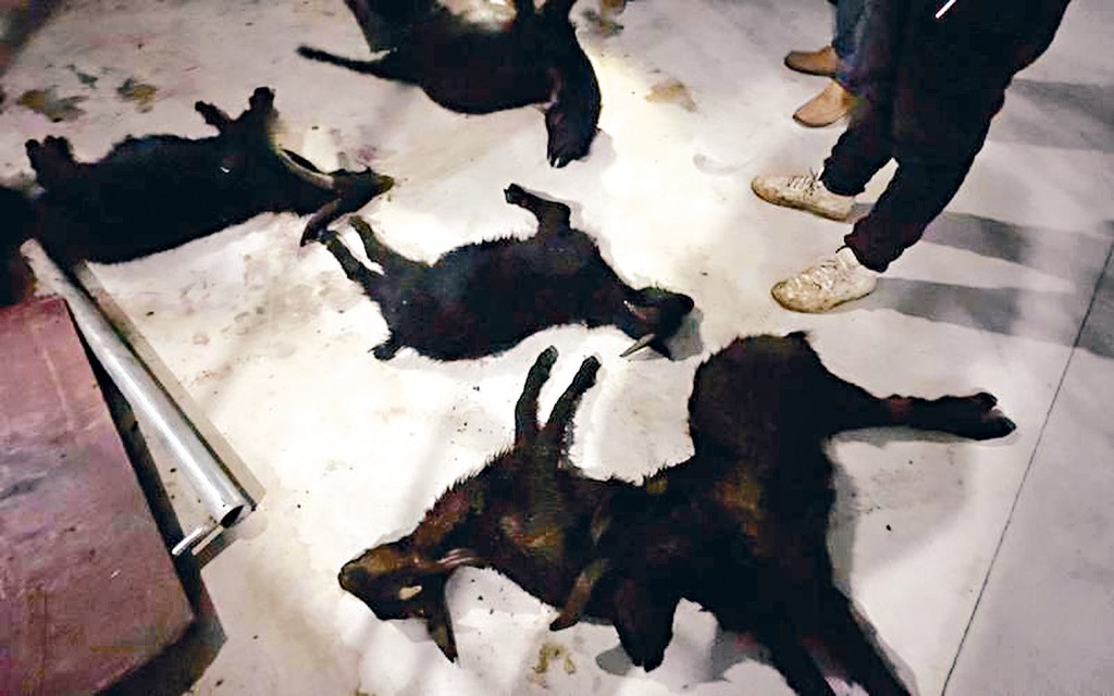 被胡乱扔在地上的死羊。