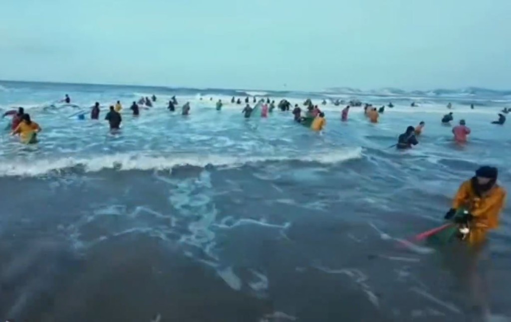 山東煙台大批民眾落海打撈「海腸」。影片截圖