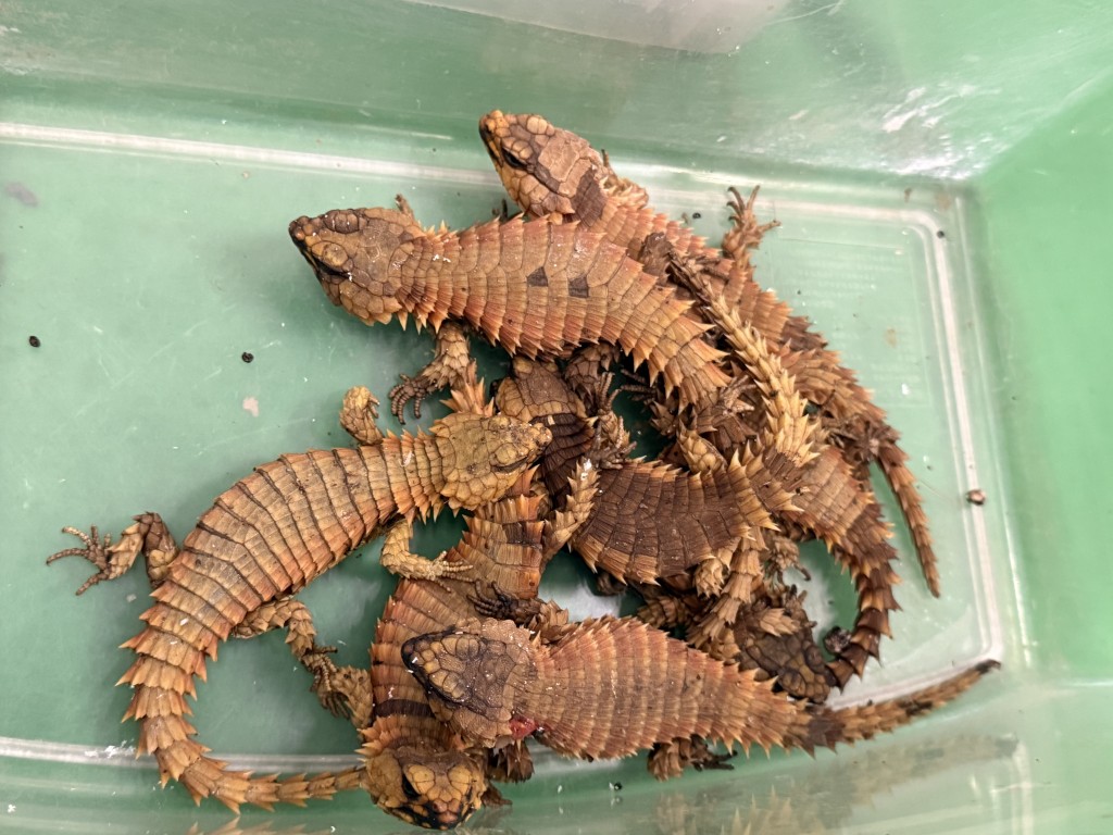 部分檢獲的懷疑受管制屬瀕危物種蜥蜴。