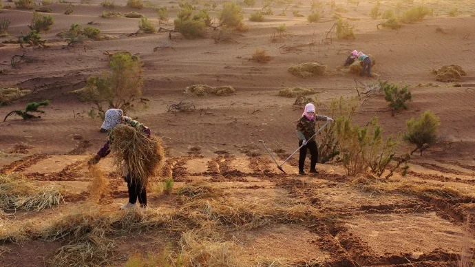 每年的民勤種樹活動，參加者也以女性義工為主。小紅書＠小想瞎胡說