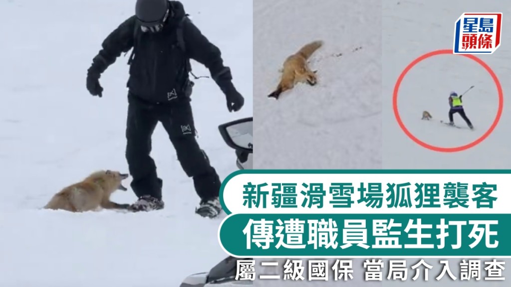 新疆滑雪場狐狸襲客，傳遭職員監生圍毆打死。