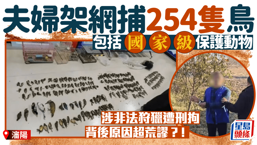 為食夫婦｜架網捕鳥254隻  涉非法狩獵罪遭刑事拘留