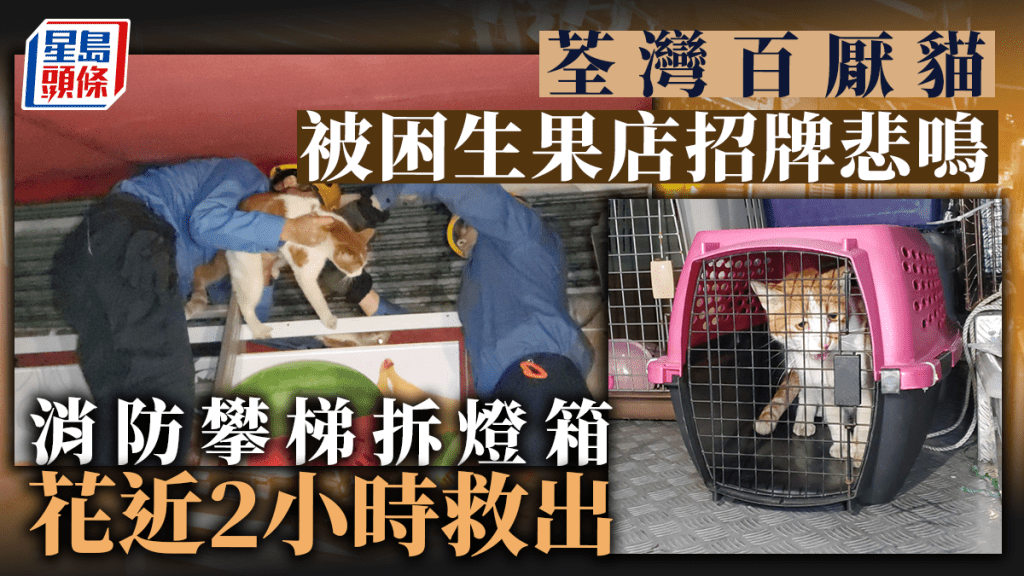 荃灣川龍街一隻貓被困獲救。蔡楚輝攝