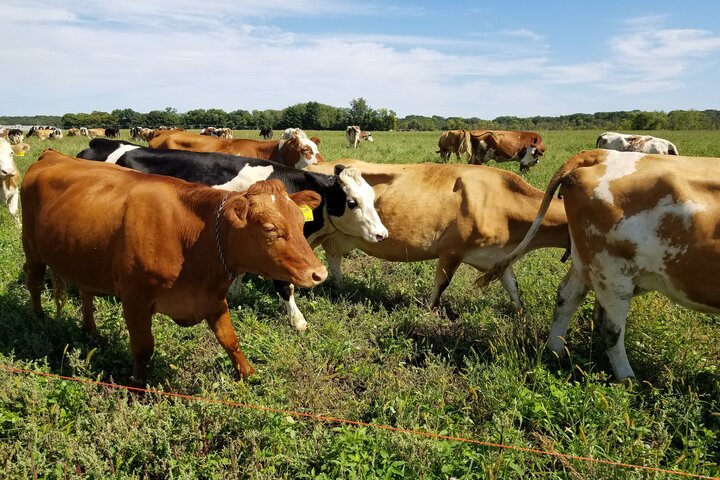 德州农业部说，并未在任何肉牛中检出高病原性禽流感。