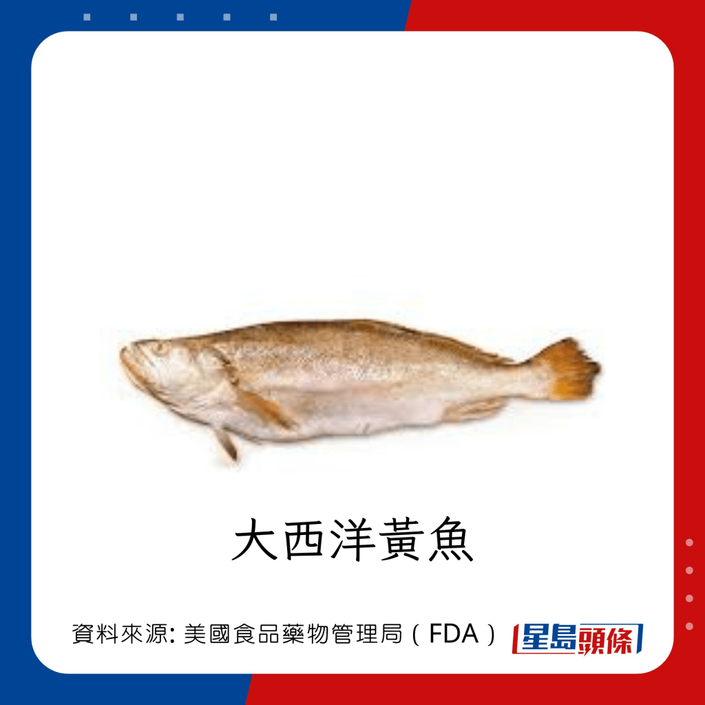 低水銀魚類 大西洋黃魚