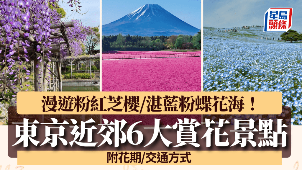 東京賞花景點2026｜6大漫遊花海勝景！必看粉紅芝櫻/湛藍粉蝶花海/紫藤花隧道
